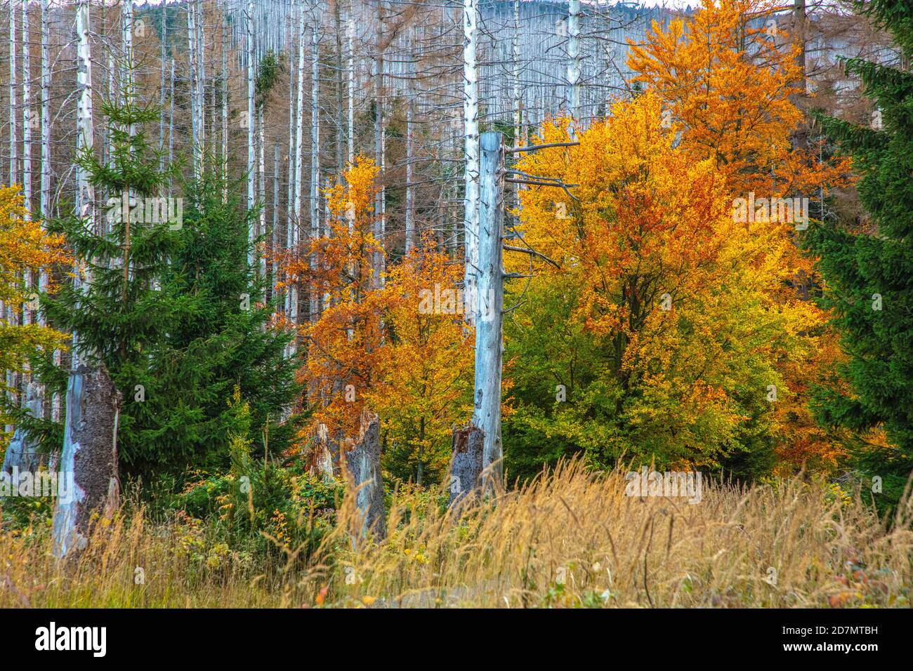 Deutschland, Sachsen-Anhalt, Nationalpark Harz. Waldsterben rund um den Brocken findet man tote Bäume. Die Fichten sind vom Borkenkäfer dahingerafft. Stockfoto