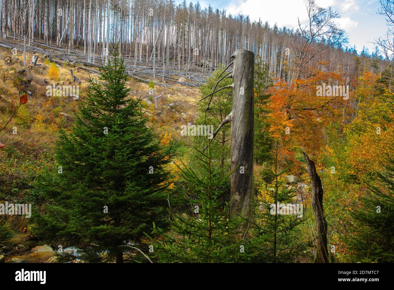 Deutschland, Sachsen-Anhalt, Nationalpark Harz. Waldsterben rund um den Brocken findet man tote Bäume. Die Fichten sind vom Borkenkäfer dahingerafft. Stockfoto