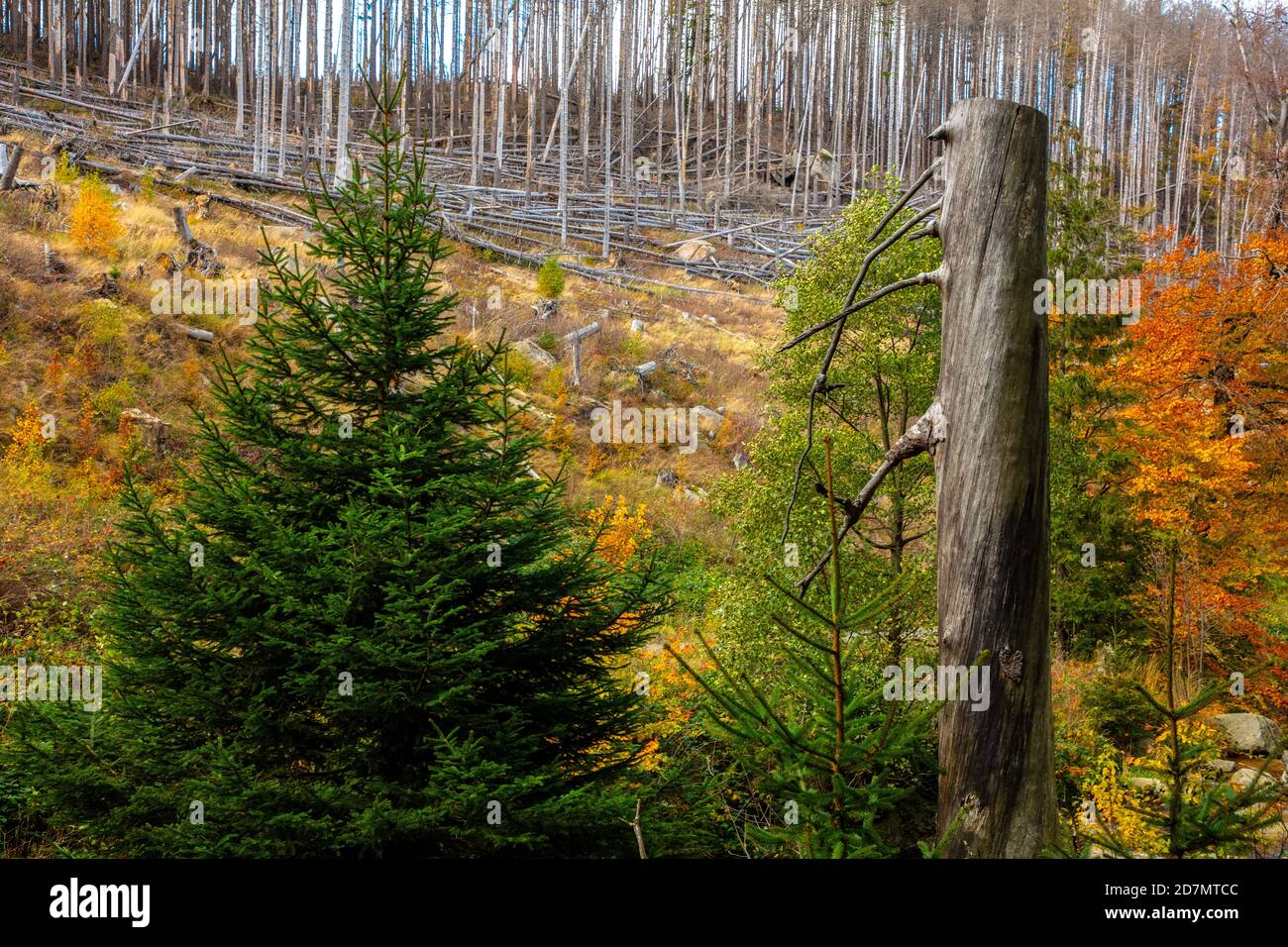 Deutschland, Sachsen-Anhalt, Nationalpark Harz. Waldsterben rund um den Brocken findet man tote Bäume. Die Fichten sind vom Borkenkäfer dahingerafft. Stockfoto