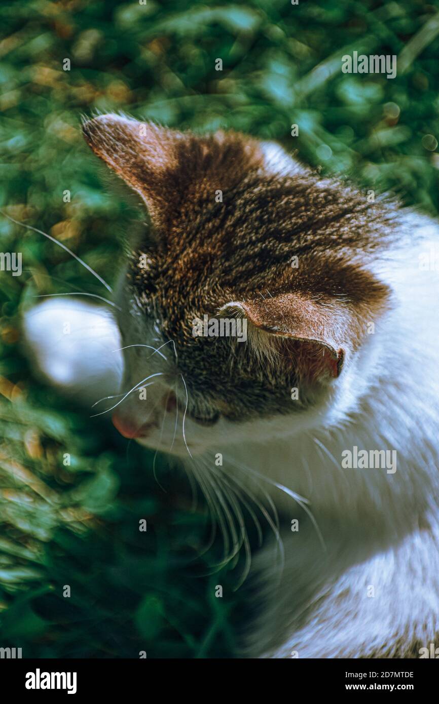 Vertikale Aufnahme einer niedlichen Katze Stockfoto