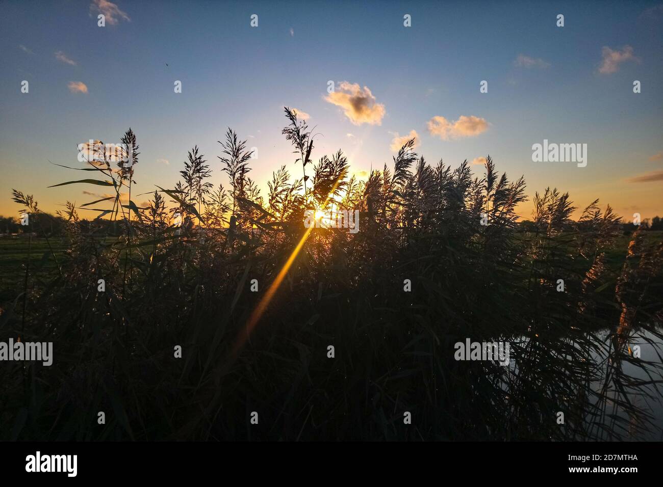 Sonne untergeht unter den Horizont und scheint durch Schilf hinein Ein Naturschutzgebiet Stockfoto