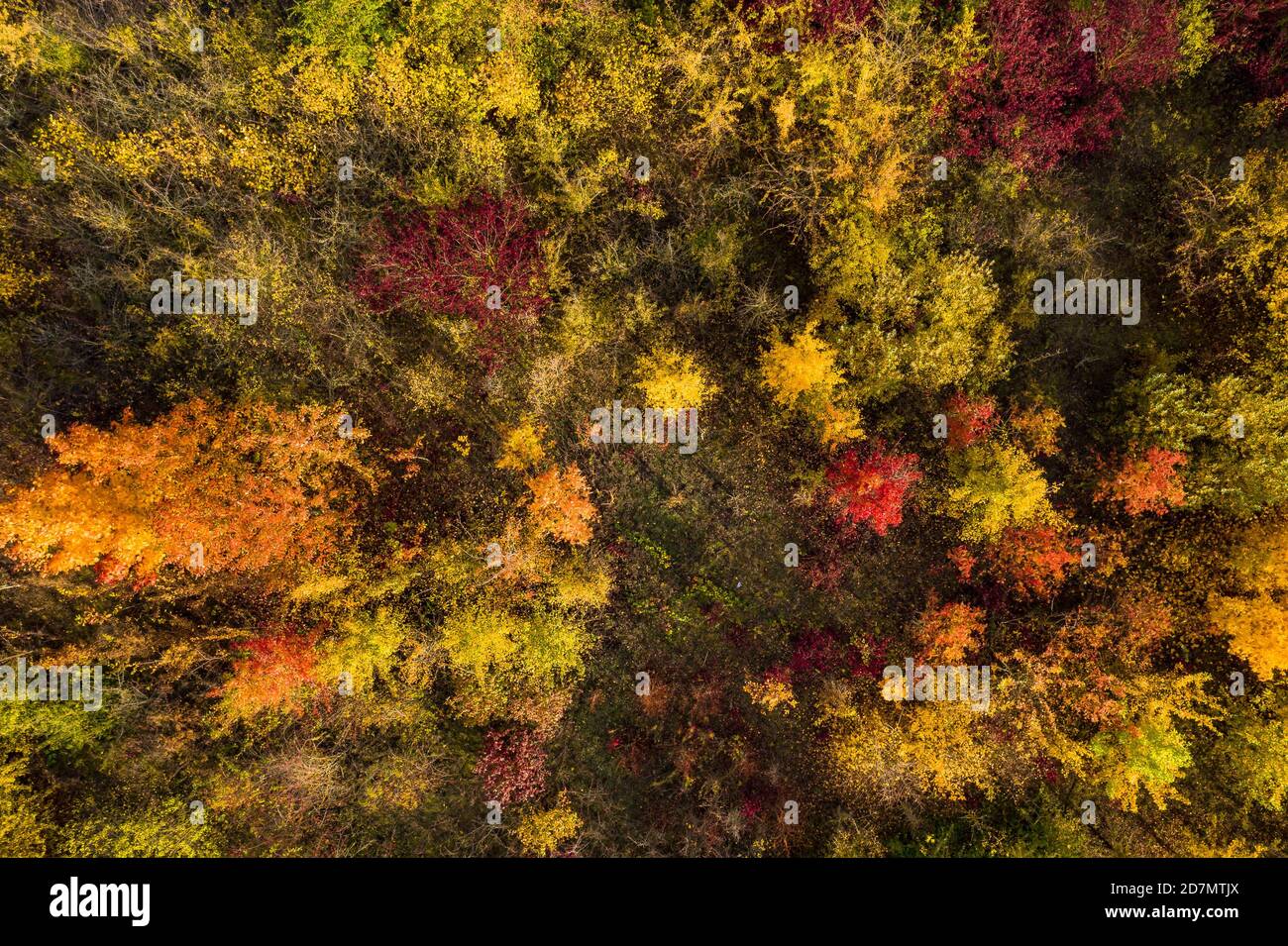 Foto von einzelnen jungen, bunten Laubbäumen, aufgenommen im Indian Summer mit einem Überflug mit einer Drohne Stockfoto