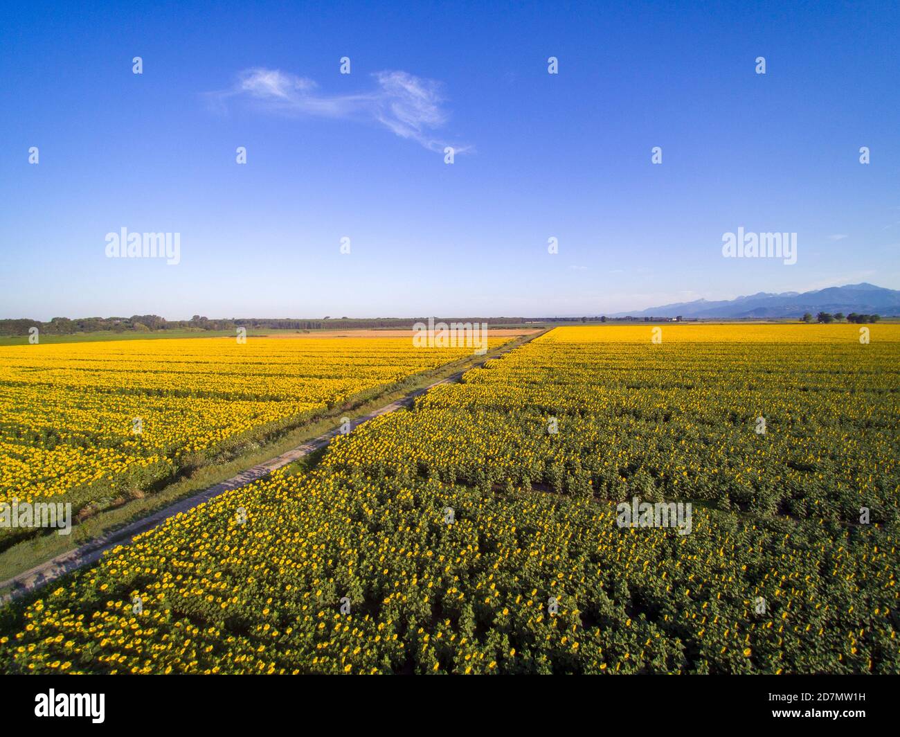 Luftaufnahme: Typische toskanische Landschaft mit Sonnenblumen Stockfoto