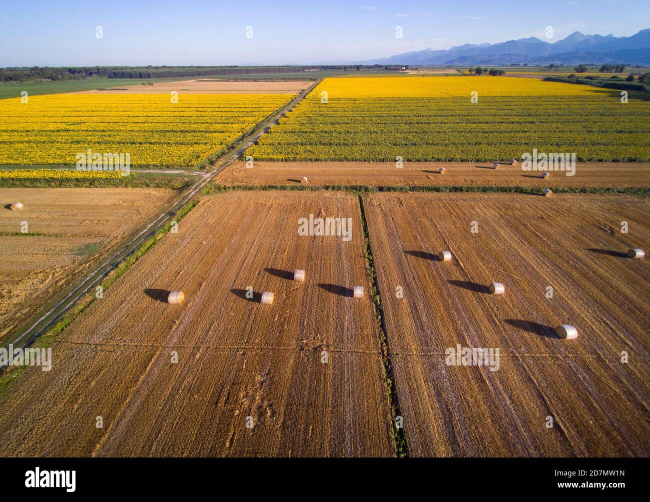 Luftaufnahme: Typische toskanische Landschaft mit Sonnenblumen Stockfoto