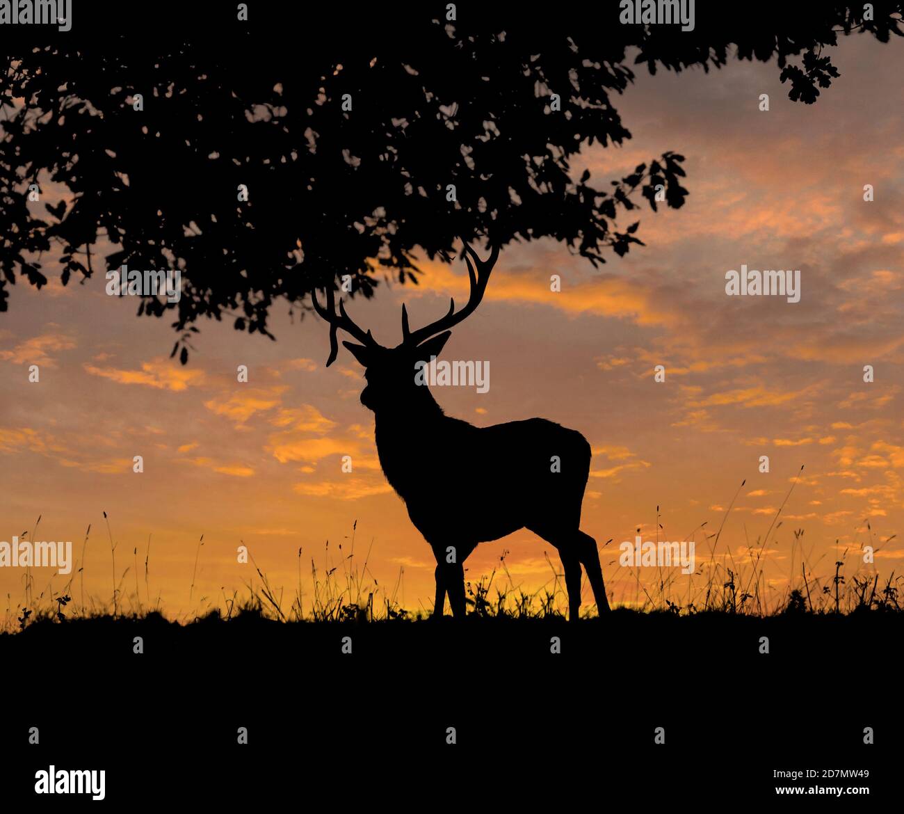 Red Deer Stag Silhouette mit Sunrise Composite Stockfoto
