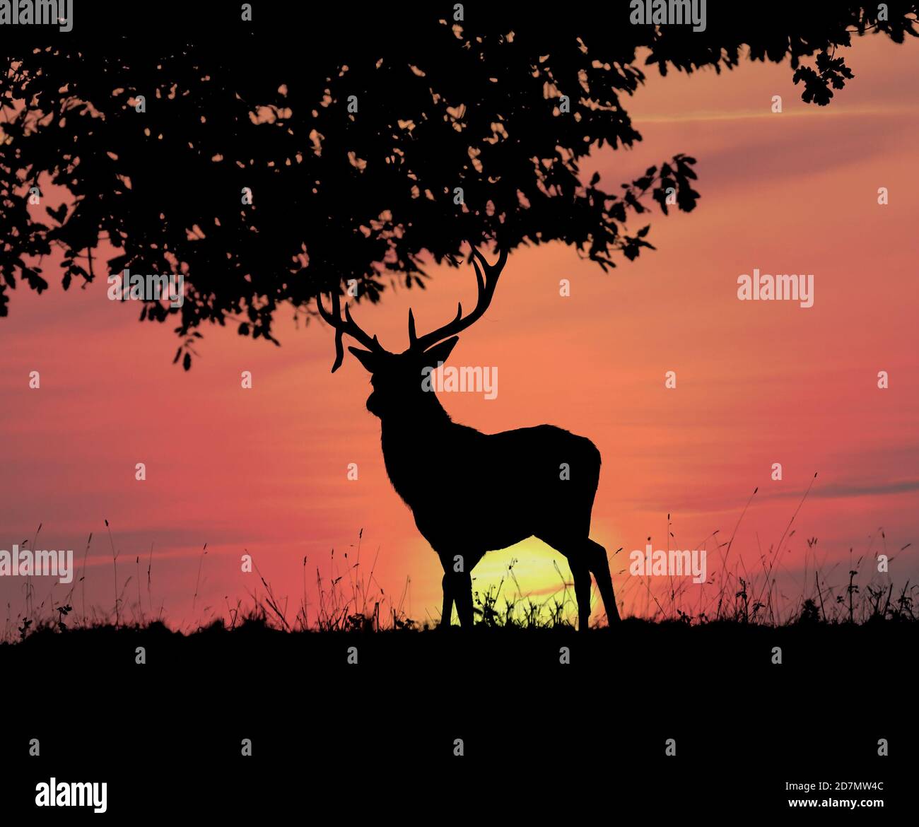 Red Deer Stag Silhouette mit Sunrise Composite Stockfoto