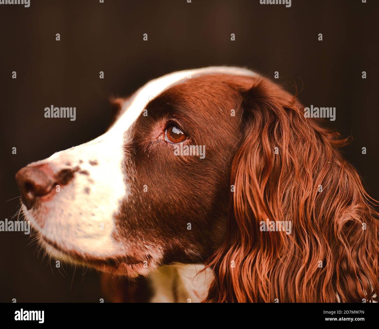 Englisch Springer Spaniel - Seitenprofil - Kopfschuss - Braun Jagdhund - Langohrhund - fokussierter Hund - Posed Dog - gehorsamer Hund - Hundeportrait Stockfoto