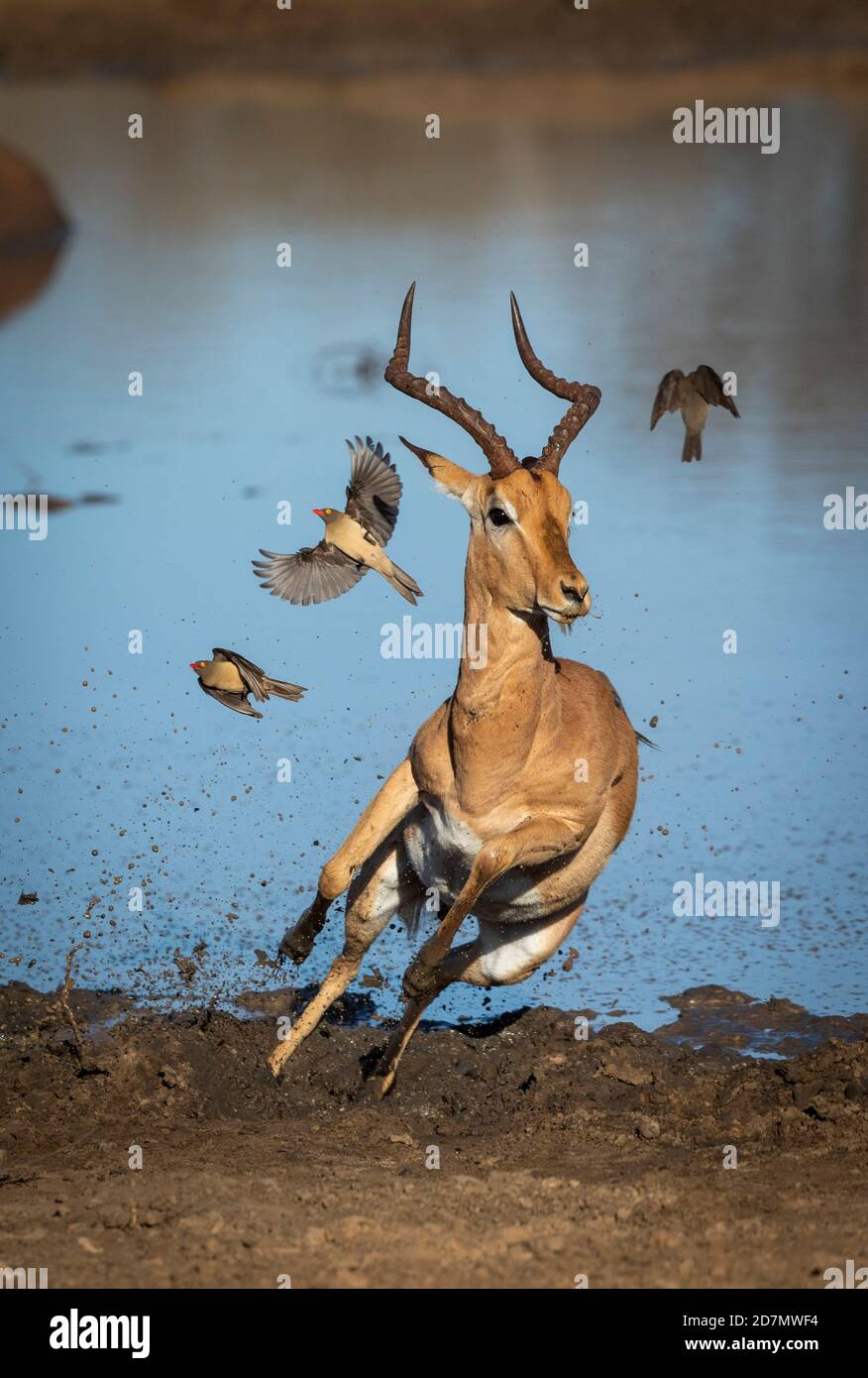 Vertikales Porträt eines männlichen Impalas, das aus schlammigem Boden läuft Wasserrand mit Ochsenpeckern, die in Kruger abfliegen Park in Südafrika Stockfoto