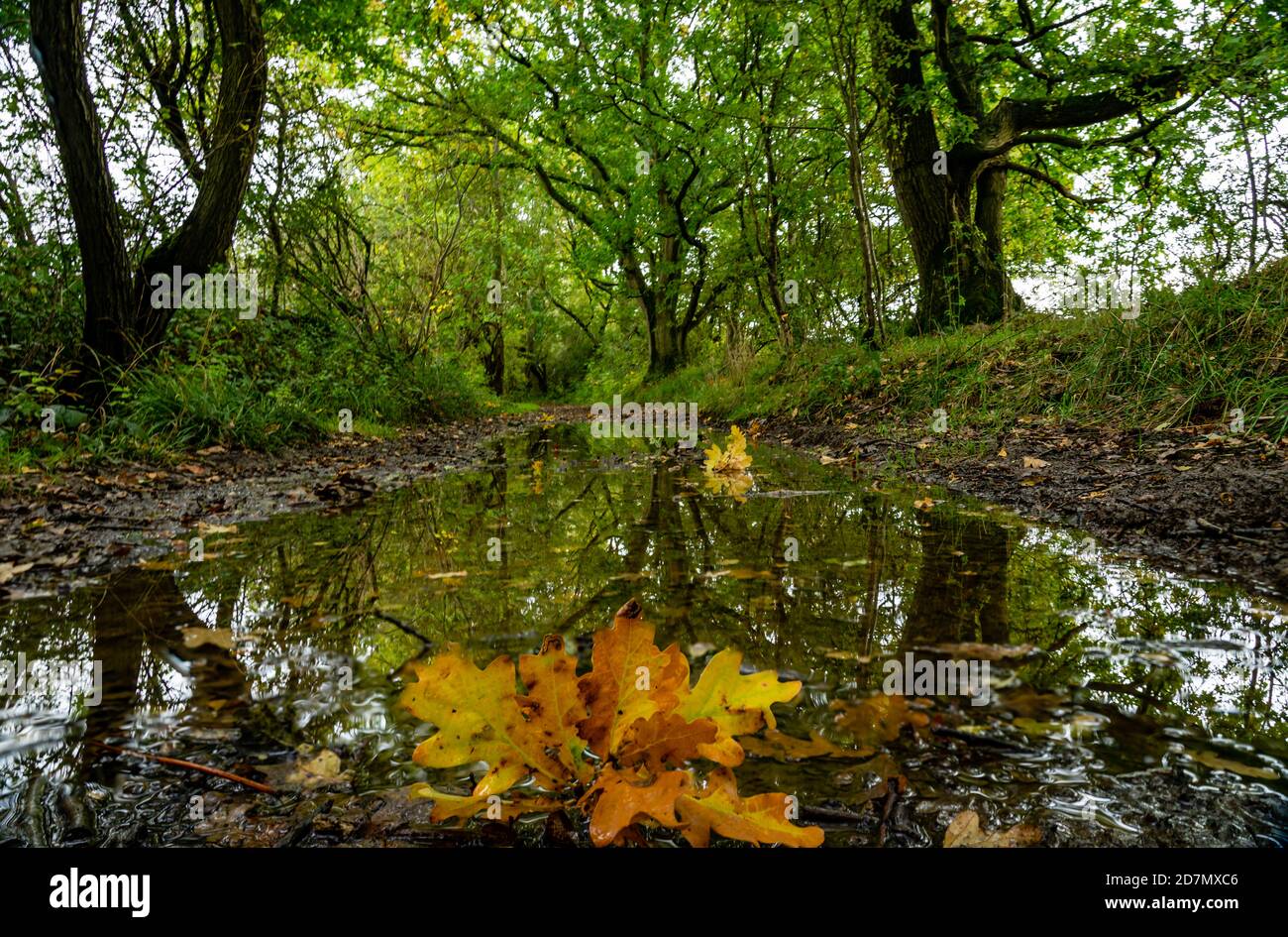 Pfützen auf Waldweg mit gefallenen Eichenblättern gebildet Stockfoto