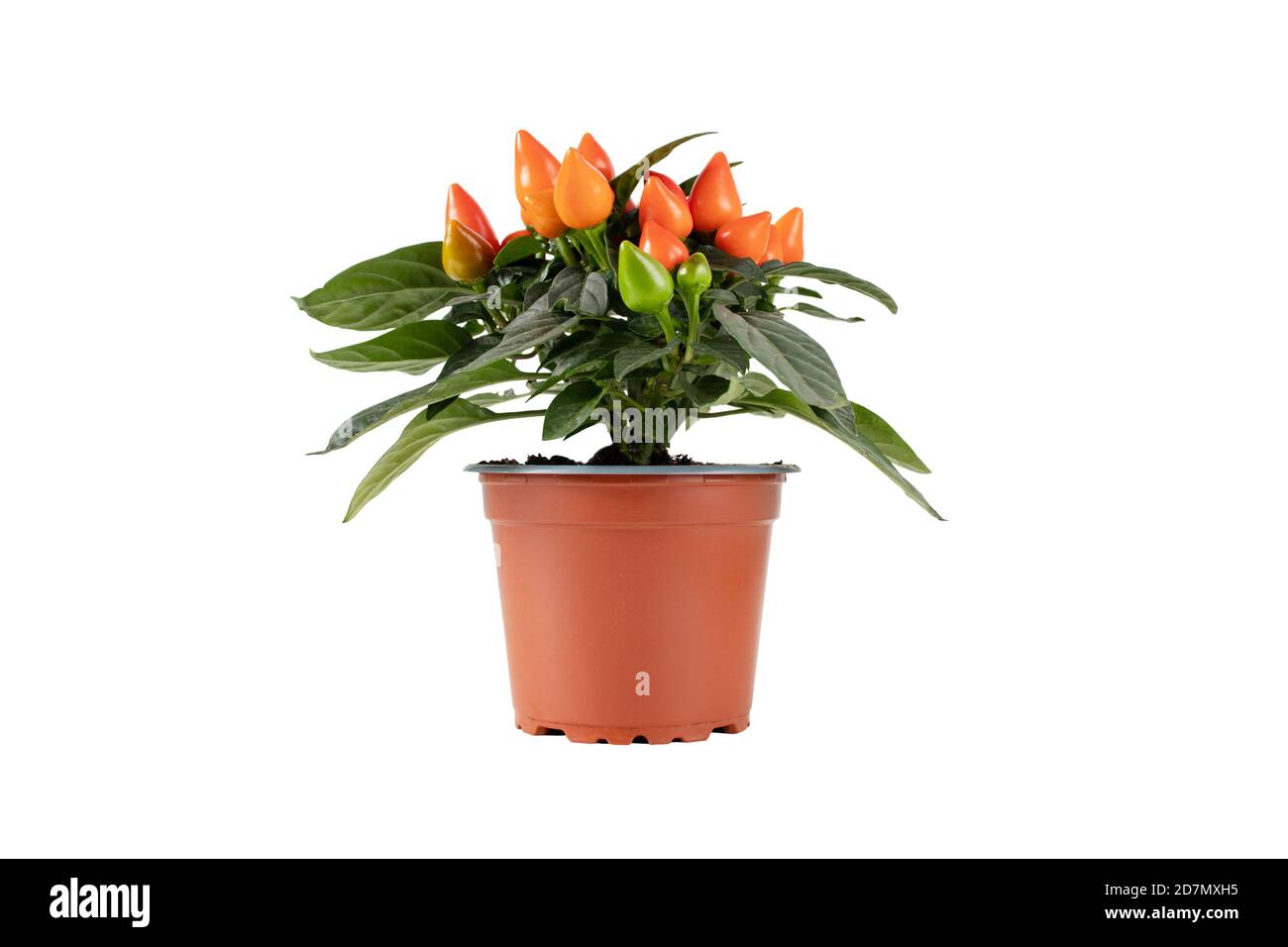 Paprikapflanze im braunen Topf isoliert auf weiß. Oranges, ornamentales Chili mit aufrechten Früchten. Stockfoto