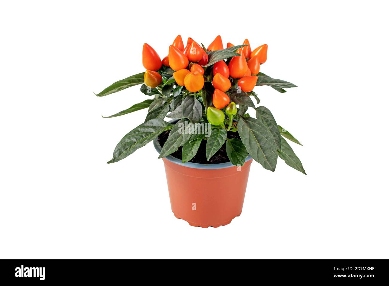 Paprikapflanze im braunen Topf isoliert auf weiß. Oranges, ornamentales Chili mit aufrechten Früchten. Stockfoto