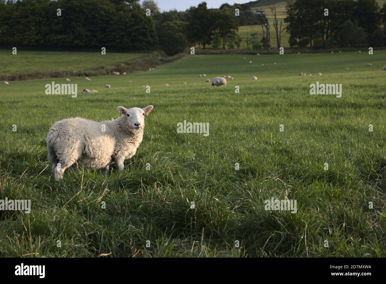 Schafe auf dem Feld in meine Augen schauen, Schottland. Stockfoto