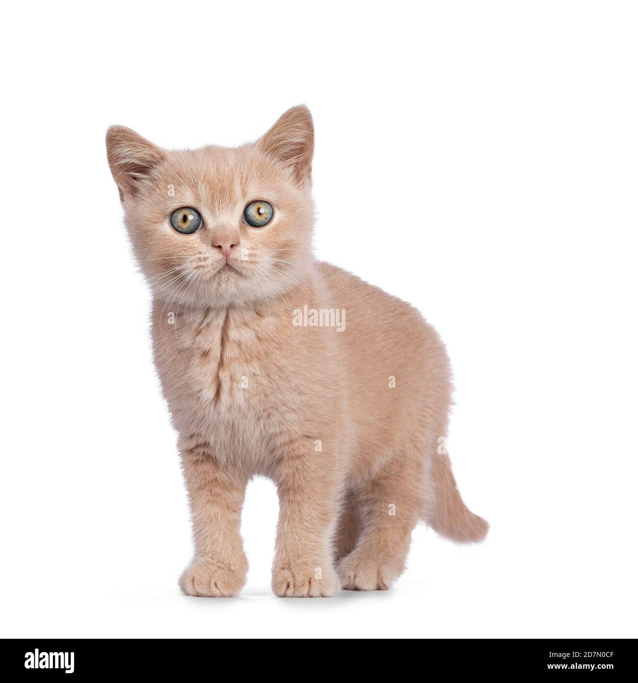 Cute creme British Kurzhaar Katze Kätzchen, stehend nach vorne. Blick direkt auf die Kamera. Isoliert auf weißem Hintergrund. Stockfoto