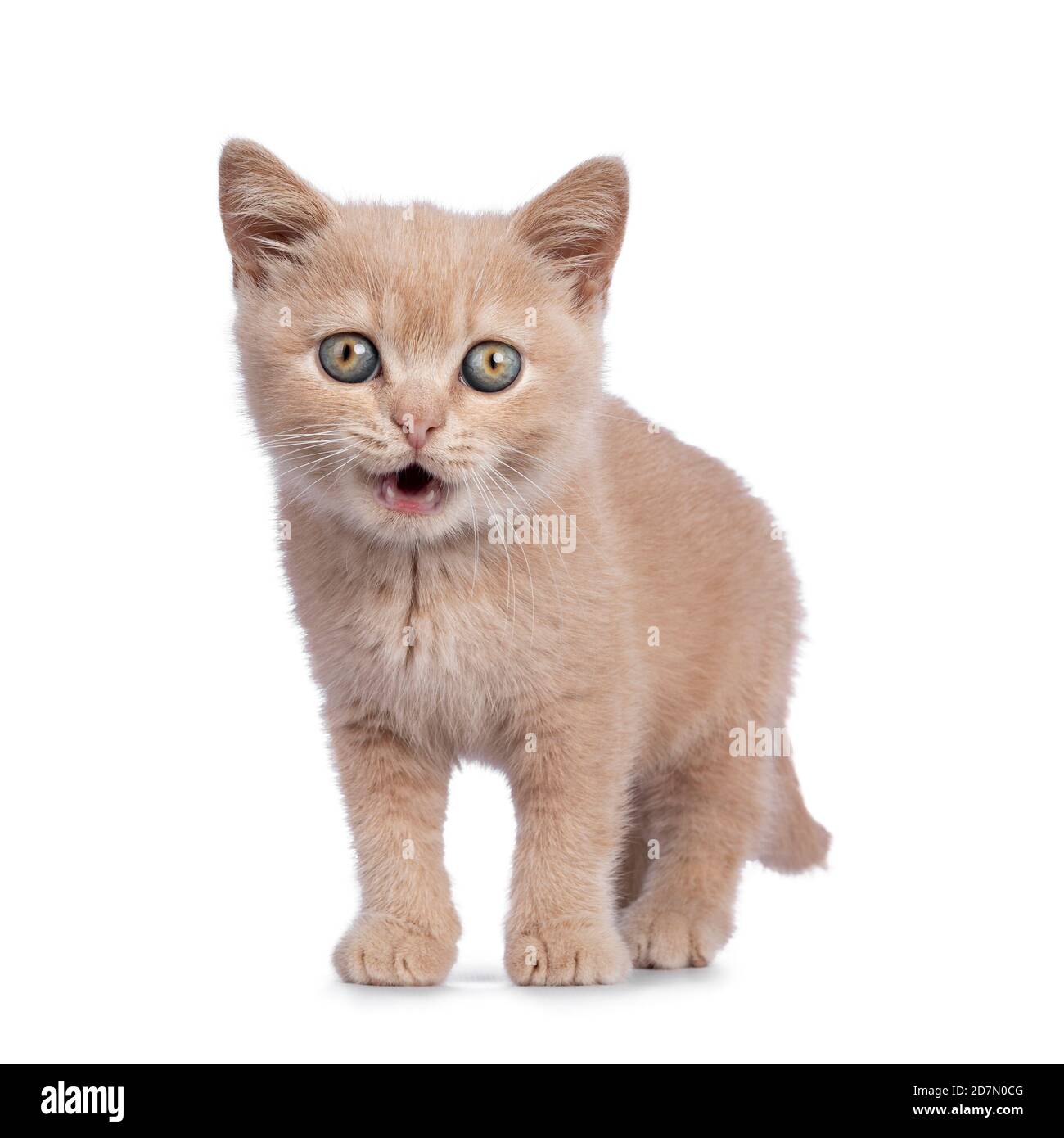 Cute creme British Kurzhaar Katze Kätzchen, stehend nach vorne. Blick direkt auf die Kamera. Isoliert auf weißem Hintergrund. Mund offen. Stockfoto