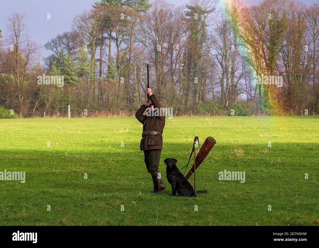 Schießen Fasane auf einem driven Spiel schießen in Lancashire, England. Ein Regenbogen ist im Hintergrund. Stockfoto