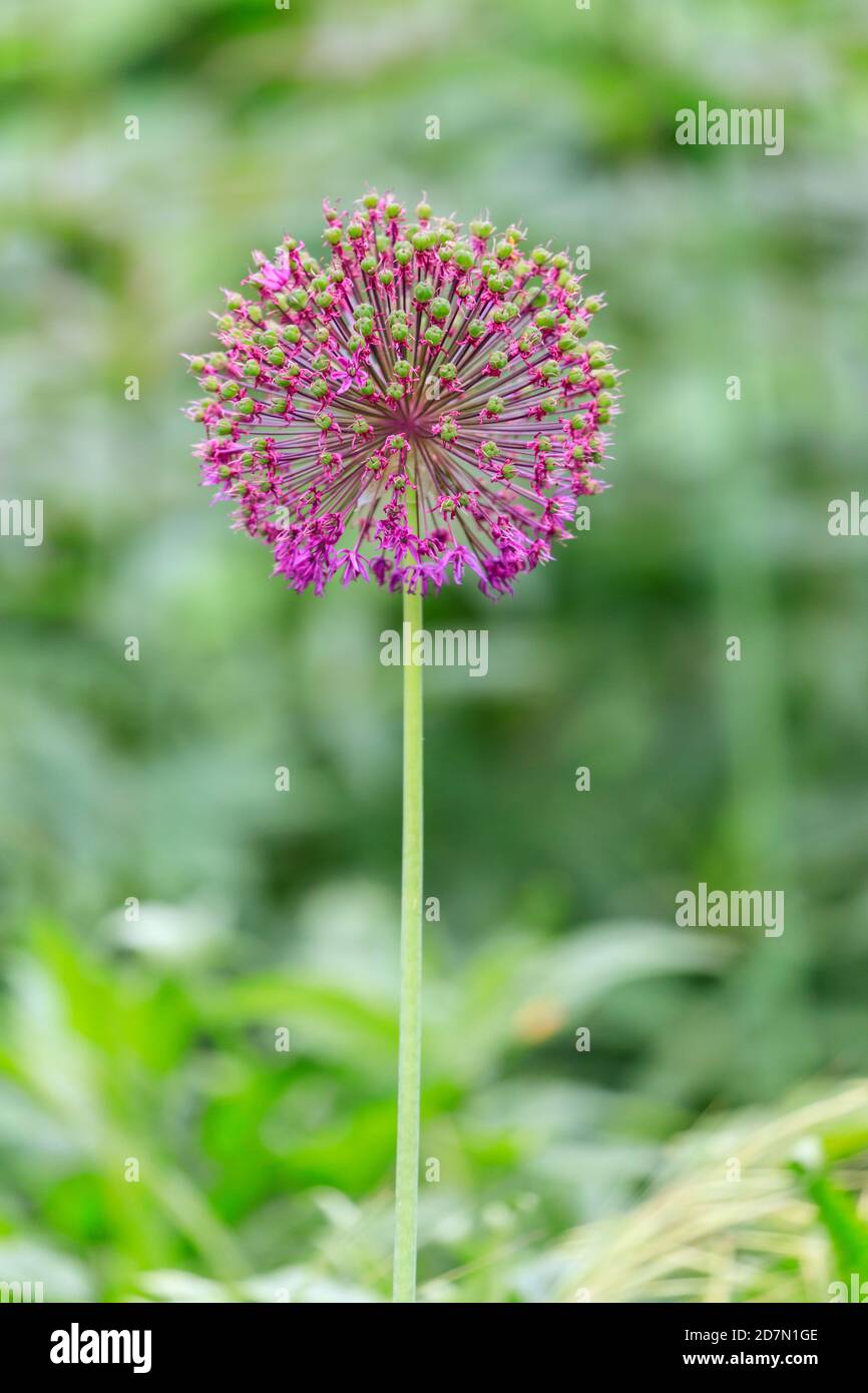 'Purple Sensation' Allium hollandicum, persische Zwiebel oder holländischer Garlicflower Kopf, zarte, farbenfrohe Blütenpflanze Stockfoto