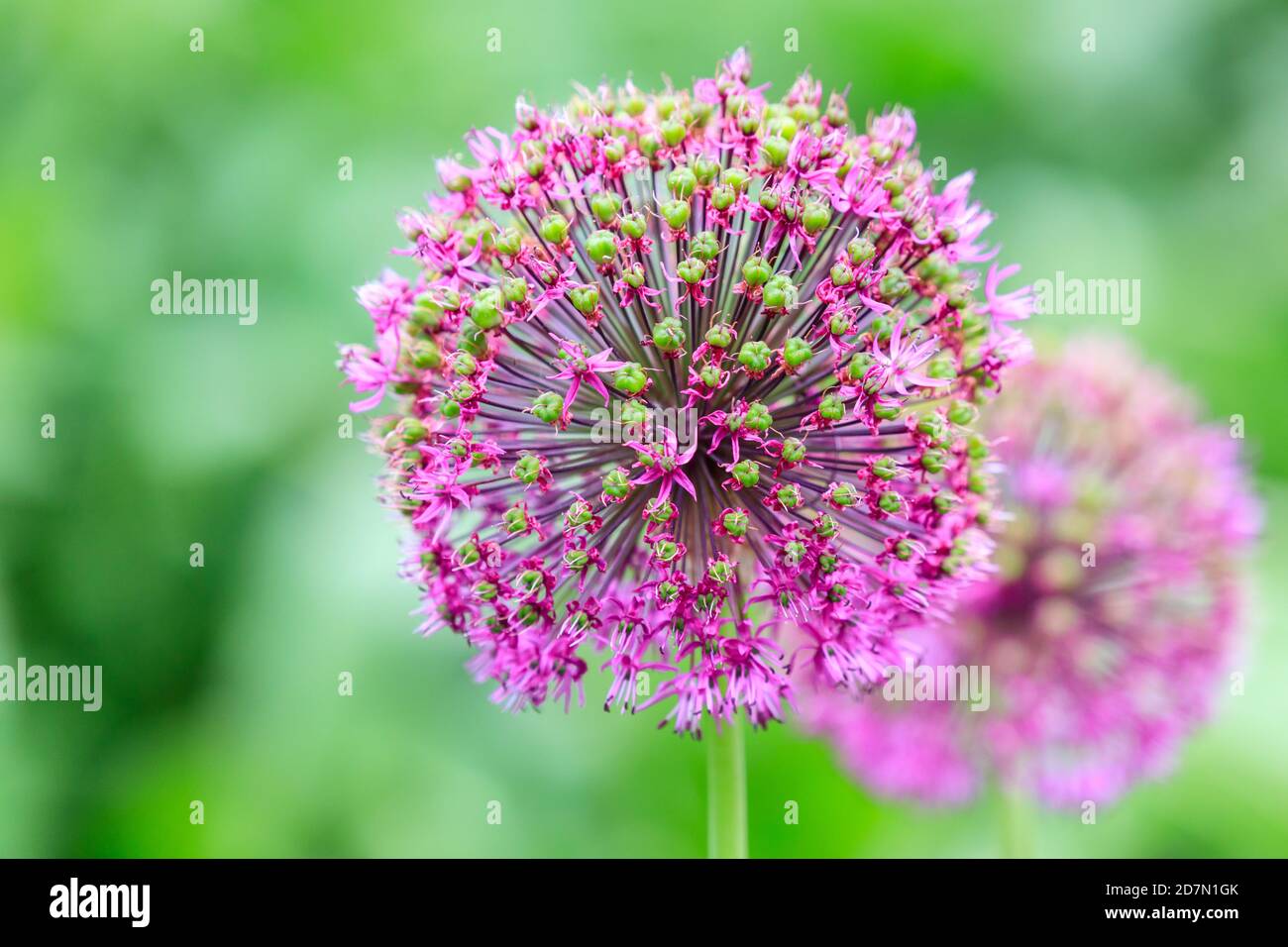 'Purple Sensation' Allium hollandicum, persische Zwiebel oder holländischer Garlicflower Kopf, zarte, farbenfrohe Blütenpflanze Stockfoto
