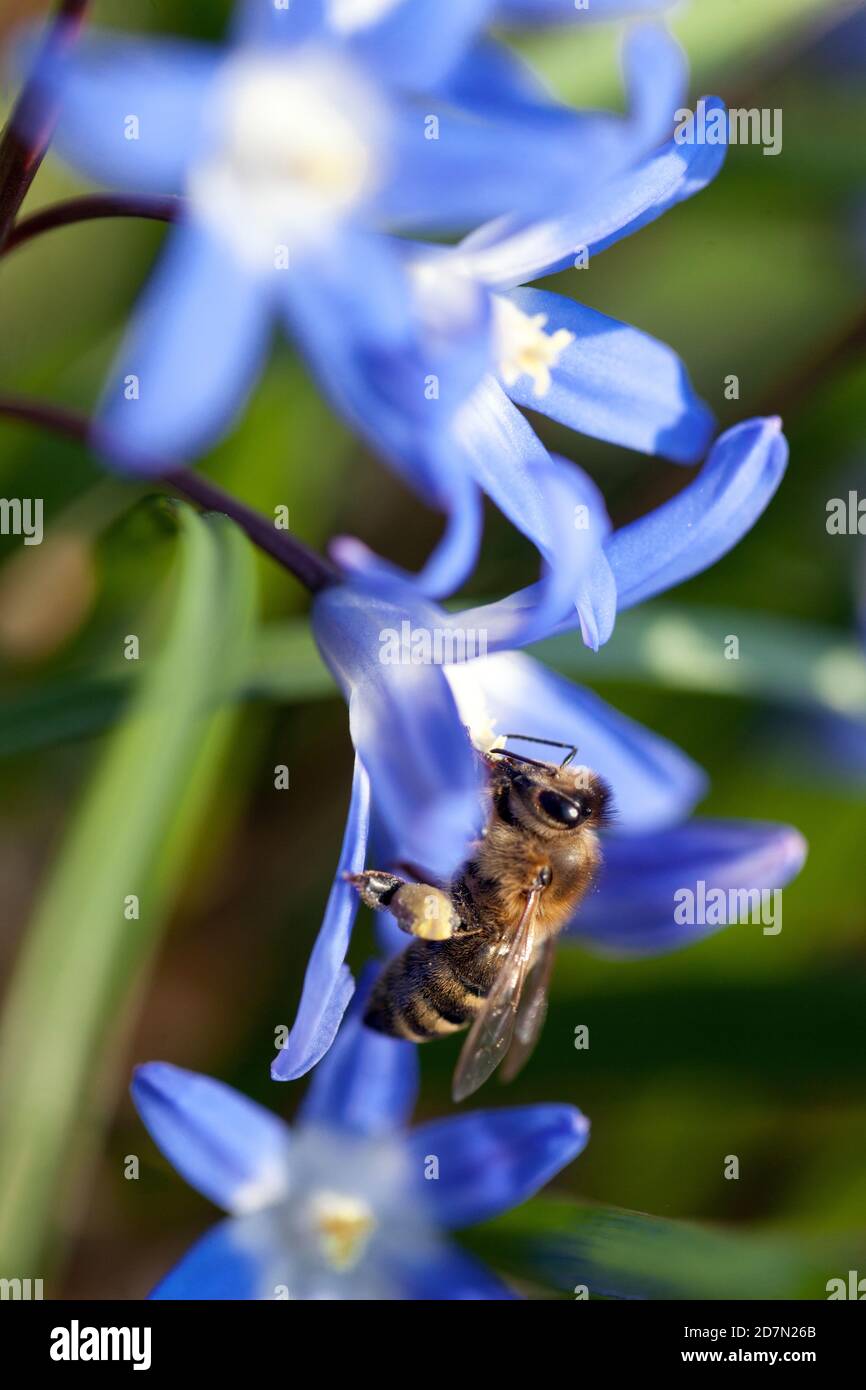 Honigbiene auf Blume Scilla Frühling Stockfoto