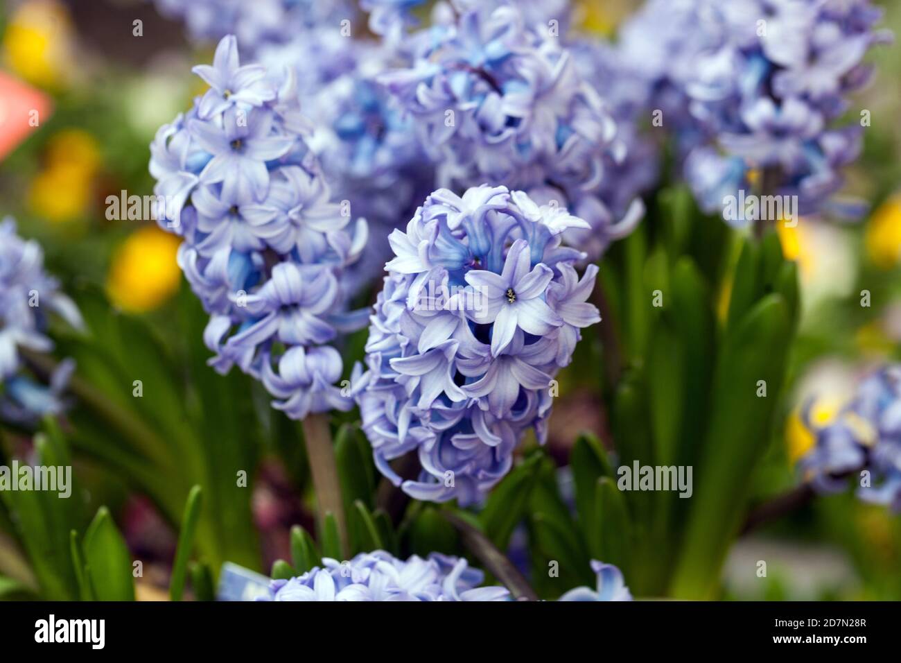 Frühling Garten Blumen Blau Hyazinthe Stockfoto