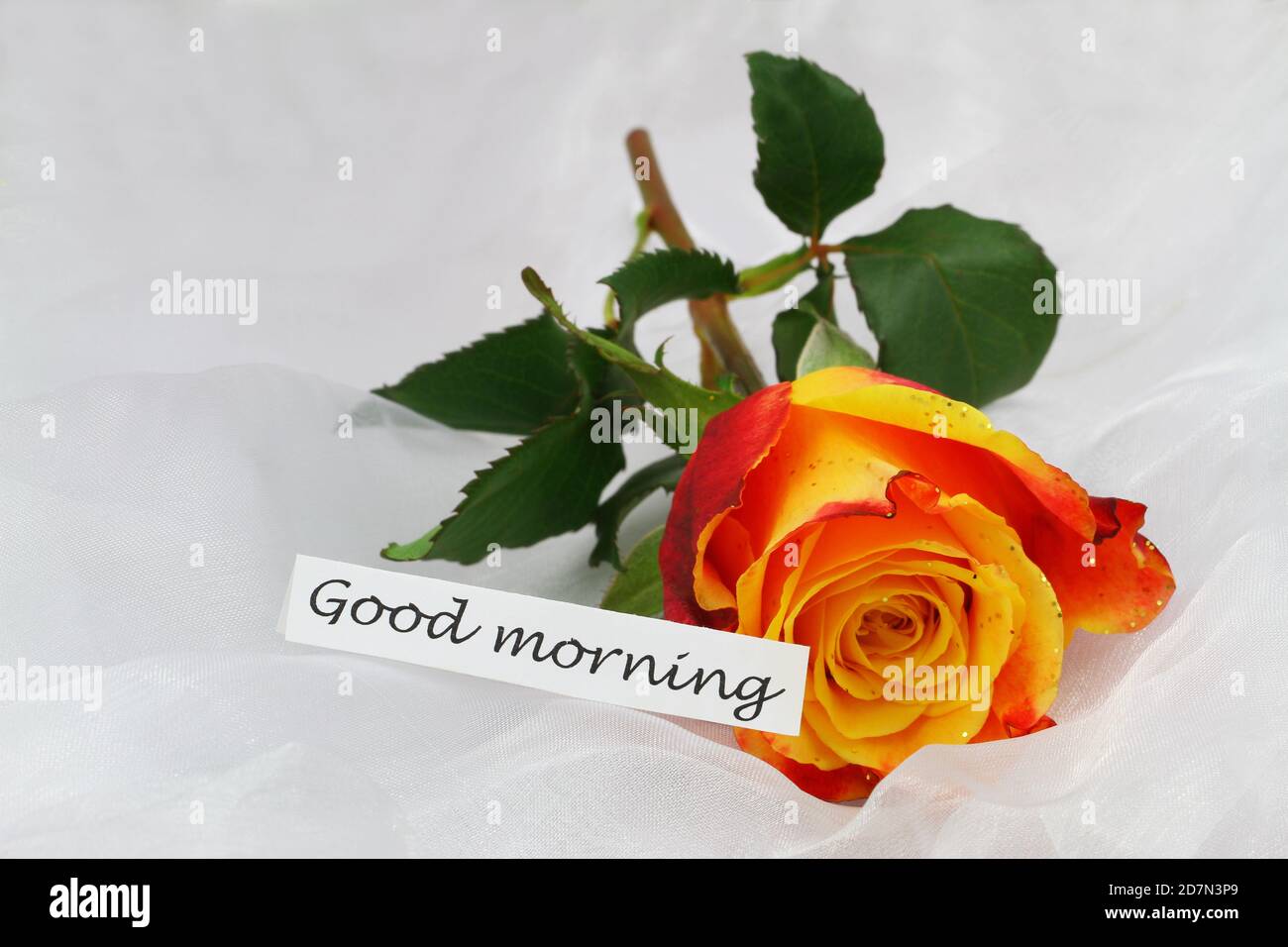 Good Morning Karte mit oranger Rose mit Glitzer auf weiß Textil Stockfoto