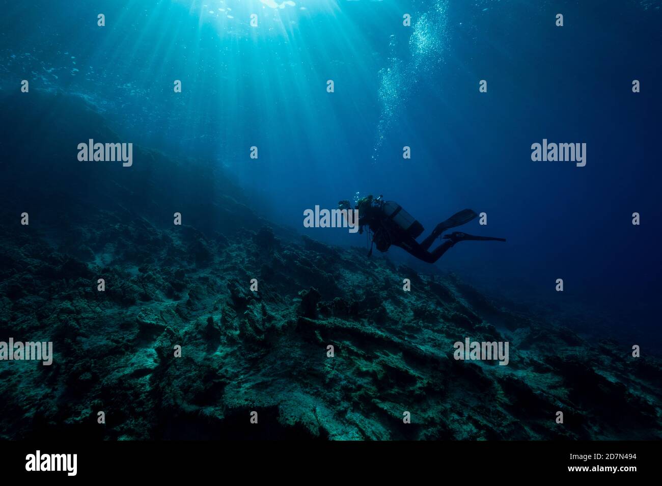 Meeresbiologe untersucht Makroalgen Abdeckung Bruchlinie unter Wasser, Gokova Bay Türkei. Stockfoto
