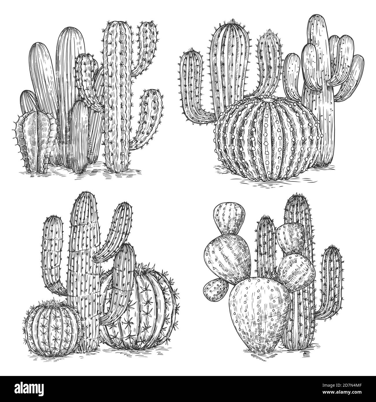 Handskizzierte Kaktusvektordarstellung. Wüstenblumen Kompositionen isoliert auf weißem Hintergrund. Darstellung mexikanischer Kakteen, Skizzenpflanze Stock Vektor