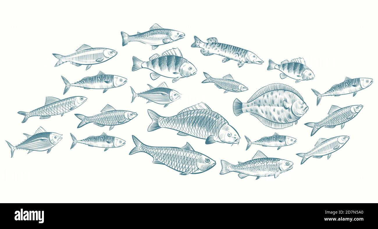 Hand skizzierte Fisch Vektor-Illustration. Unterwasserleben Banner für Restaurant-Menü. Meeresfrüchtegerichte, Meeresfrüchtegerichte Stock Vektor