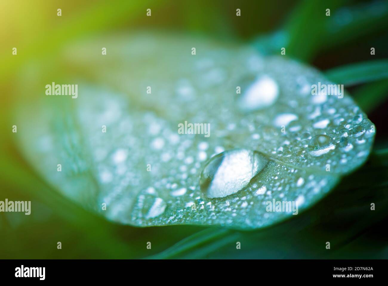 Wassertropfen auf grünes Blatt Makro Stockfoto