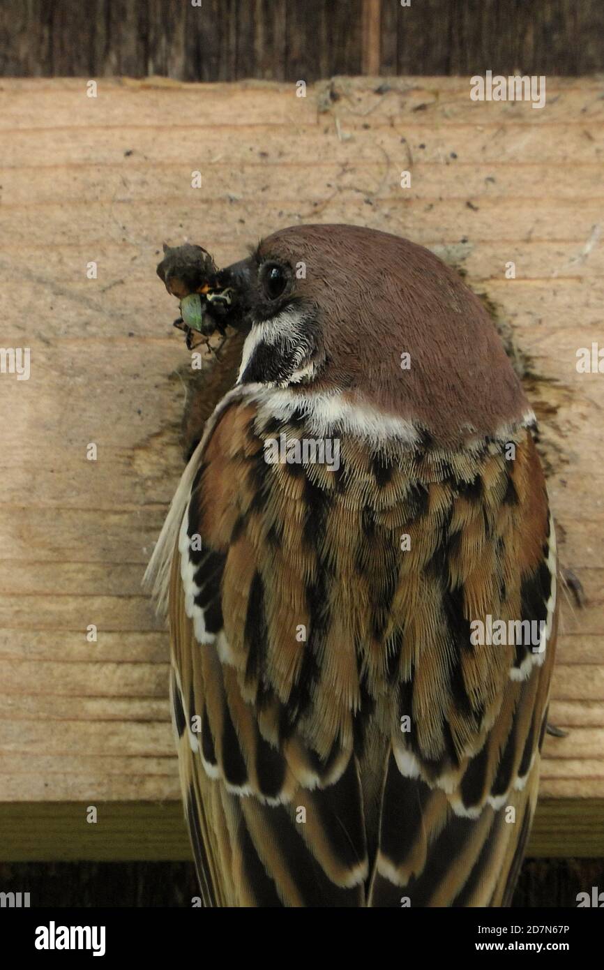 Der eurasische Baumsperling (Passer montanus) Ist ein Sperlingsvogel in der Sperlingsfamilie mit einem Reiche Kastanienkrone und Nacken Stockfoto