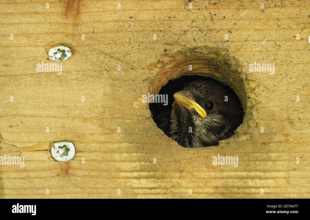 Der eurasische Baumsperling (Passer montanus) Ist ein Sperlingsvogel in der Sperlingsfamilie mit einem Reiche Kastanienkrone und Nacken Stockfoto