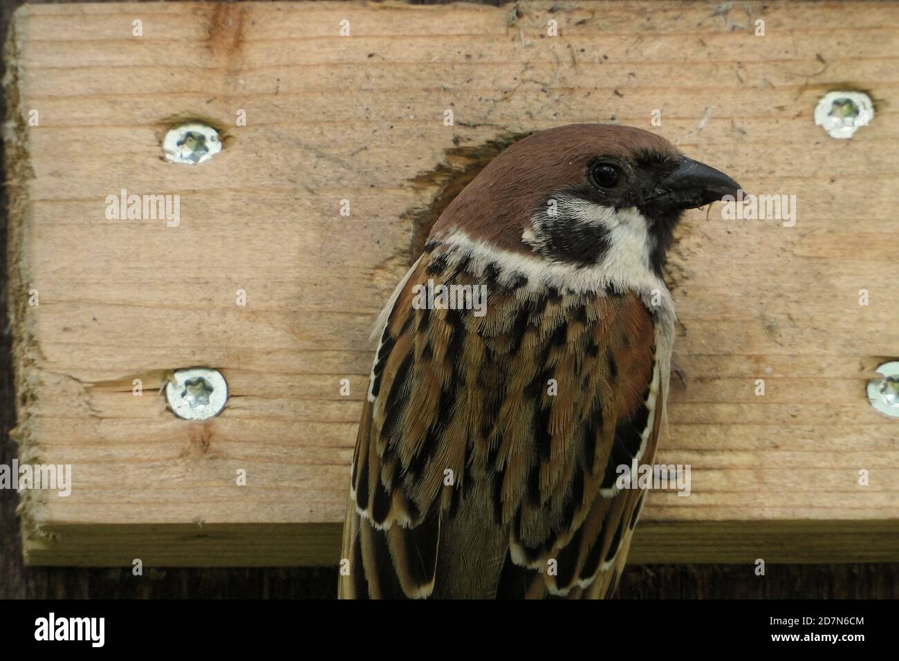 Der eurasische Baumsperling (Passer montanus) Ist ein Sperlingsvogel in der Sperlingsfamilie mit einem Reiche Kastanienkrone und Nacken Stockfoto