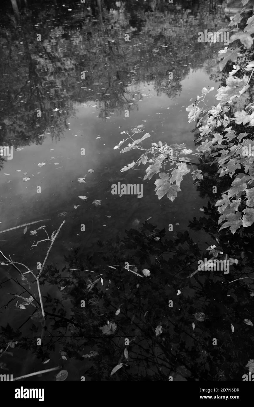 Herbstlaub auf einem Teich - schwarz-weiß Umwandlung Stockfoto