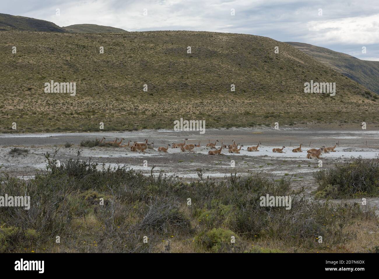 Eine Herde liegender Guanacos in Patagonien, Chile Stockfoto