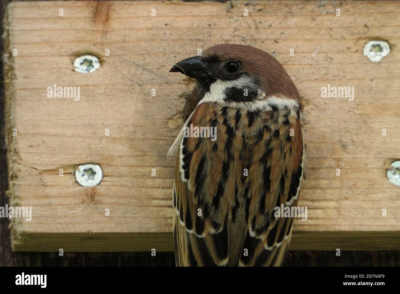 Der eurasische Baumsperling (Passer montanus) Ist ein Sperlingsvogel in der Sperlingsfamilie mit einem Reiche Kastanienkrone und Nacken Stockfoto