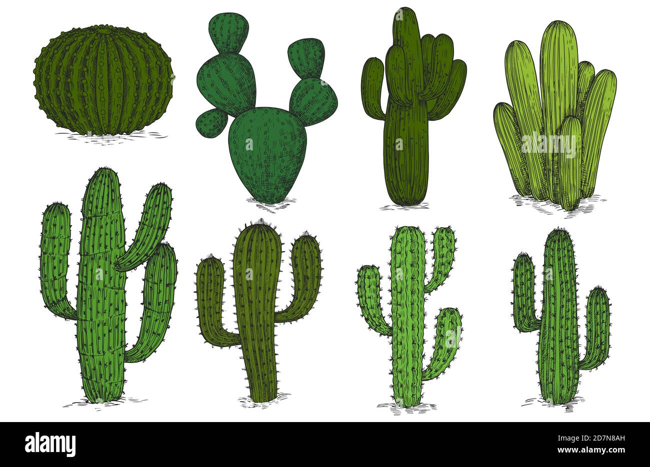 Handgezeichnete Gravur Kaktus Vektor-Set isoliert auf weißem Hintergrund. Skizze Kaktus Pflanze, Kakteen mexikanische Blumendarstellung Stock Vektor