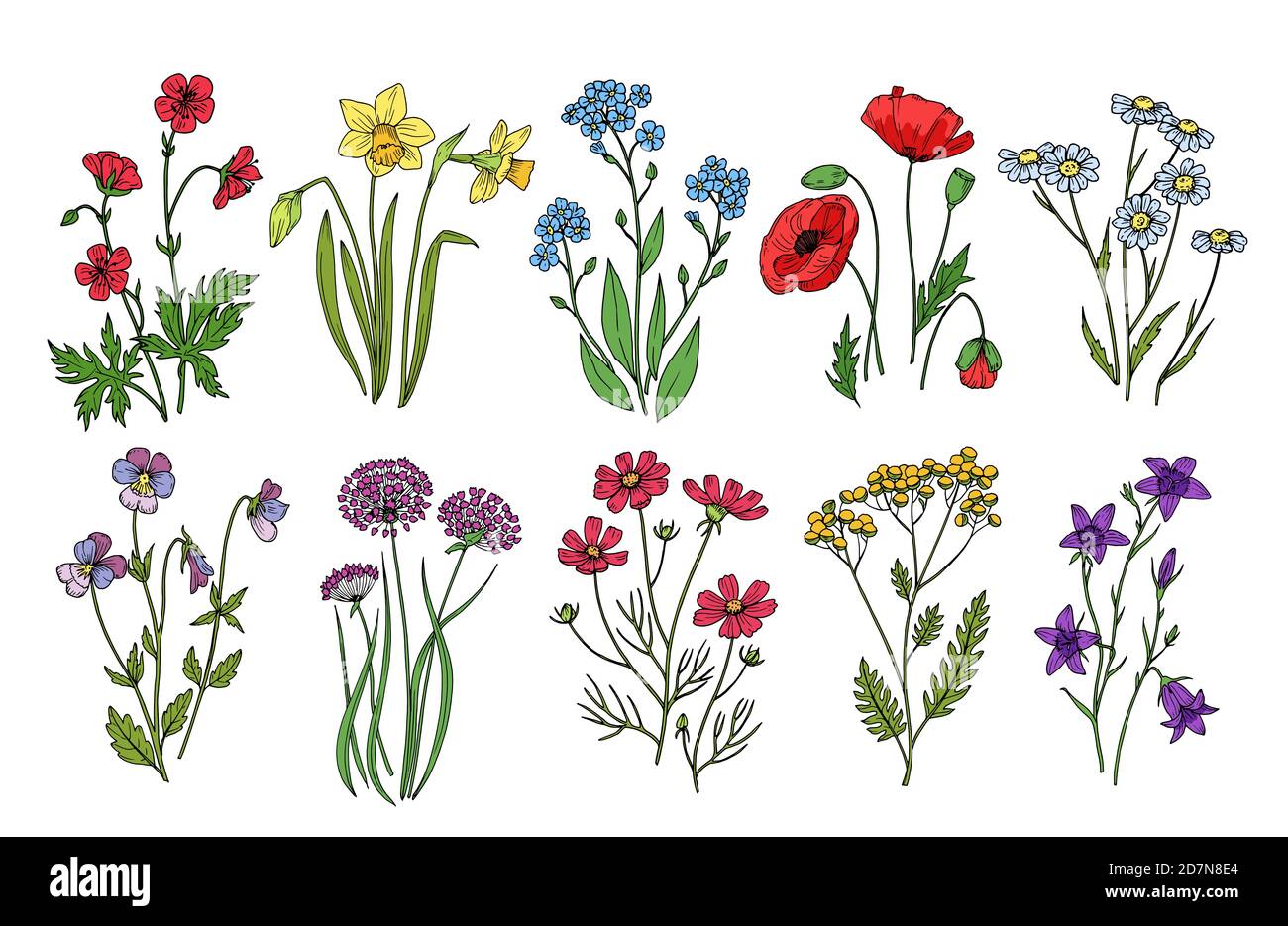 Wilde Blumen. Wiesenpflanzen Monkshood Distel Mohn. Wildblumen Vektor botanische Sammlung auf weißem Hintergrund isoliert. Illustration der botanischen Blume, Wildfrühlingspflanze Stock Vektor