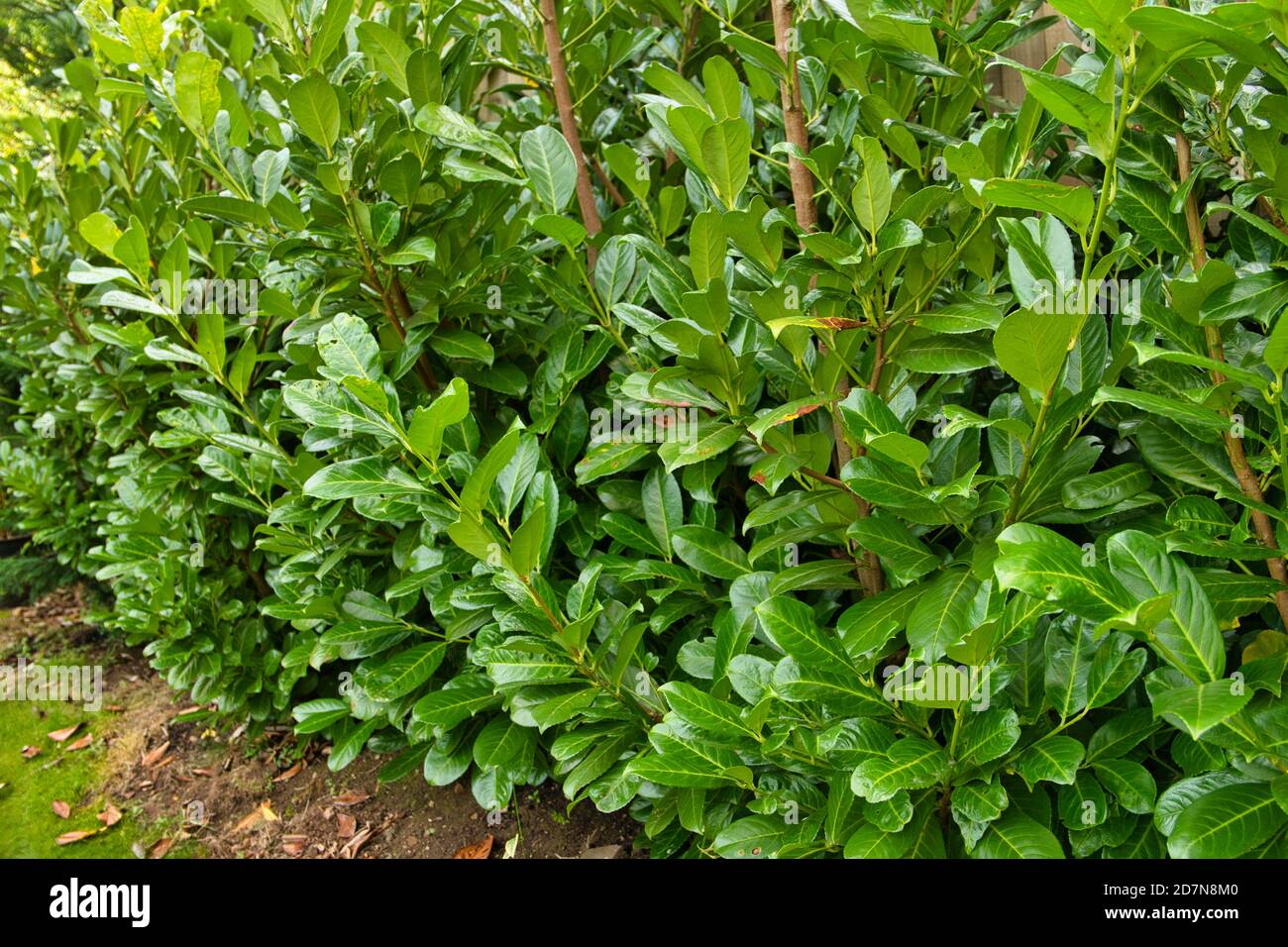 Laurel Hedging (Prunus Laurocerasus oder Cherry Laurel) Stockfoto
