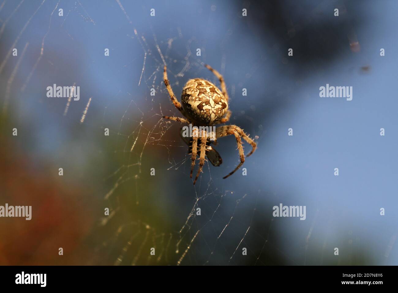 Britische Gartenspinne (Araneus diadematus) im Netz (Warwickshire) Stockfoto