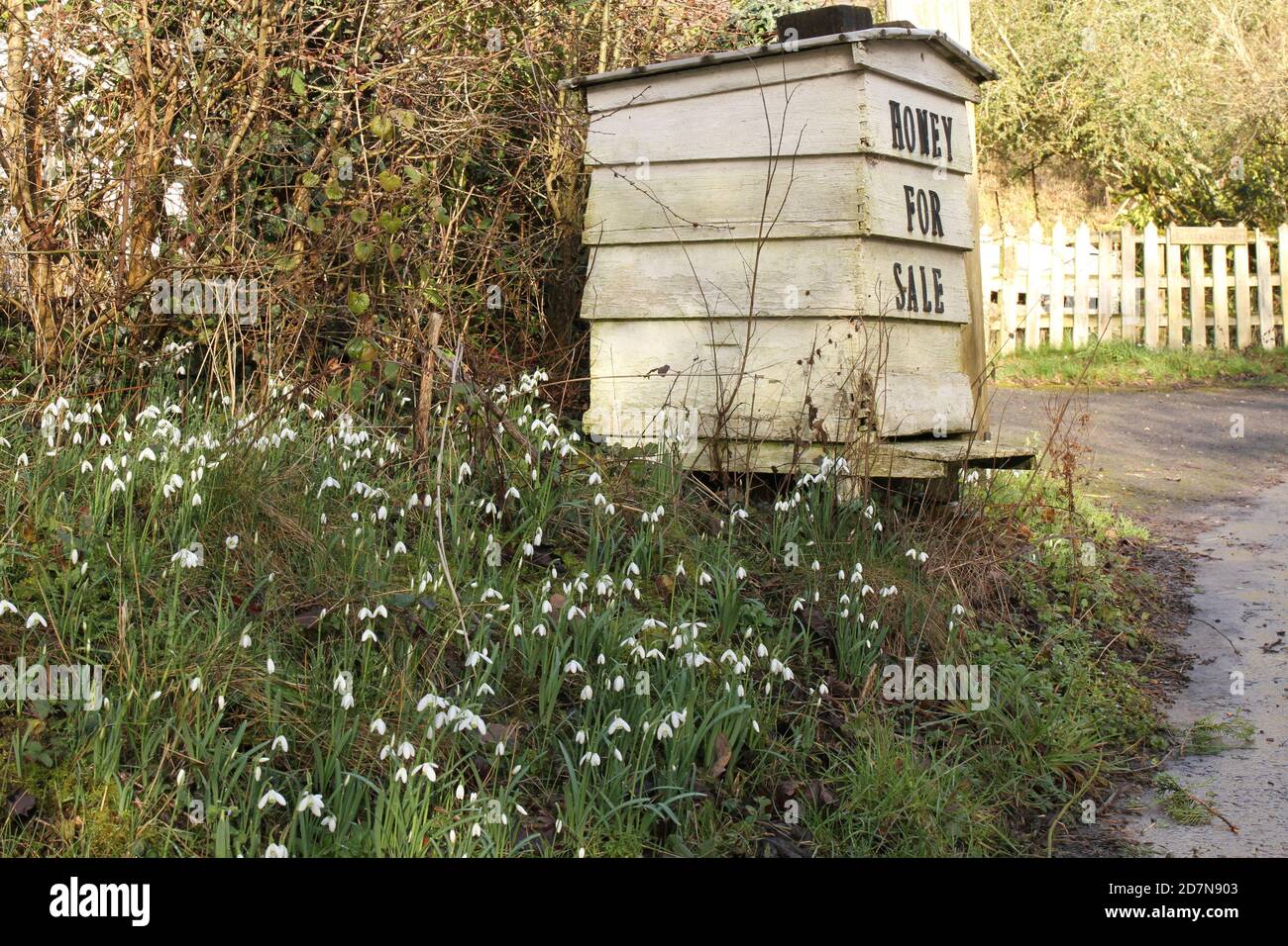 Honig zum Verkauf am Straßenrand mit Schneeglöckchen im Winter in Shakespeare's Country, Stratford upon Avon, Warwickshire, Großbritannien. Stockfoto