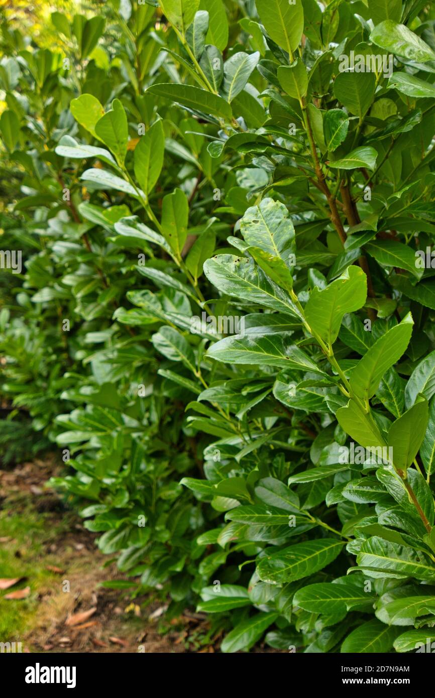 Laurel Hedging (Prunus Laurocerasus oder Cherry Laurel) Stockfoto