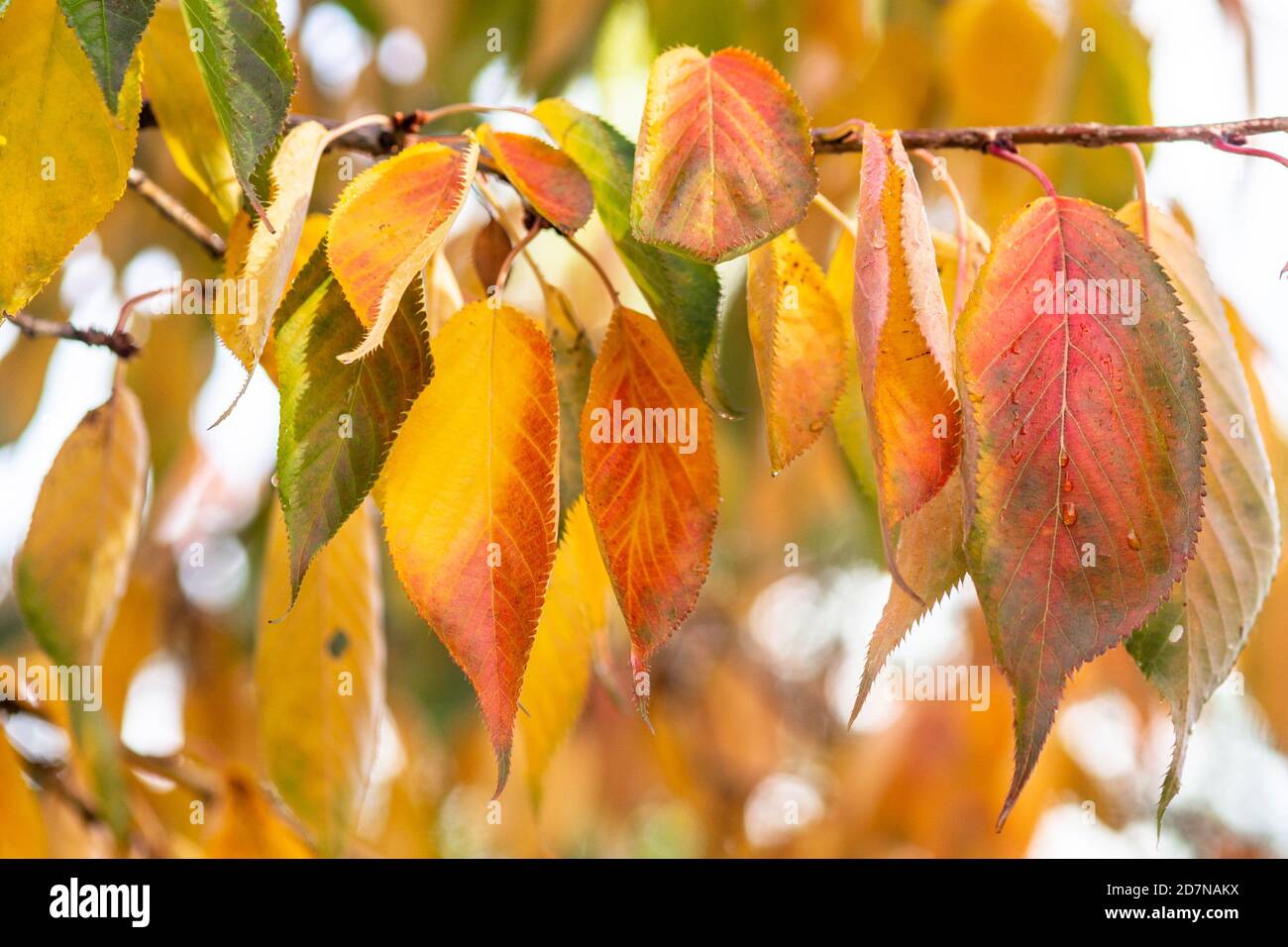 Stark gefärbte Blätter mit Farbverläufen und Farbmischung im Herbst oder Herbst, England Stockfoto