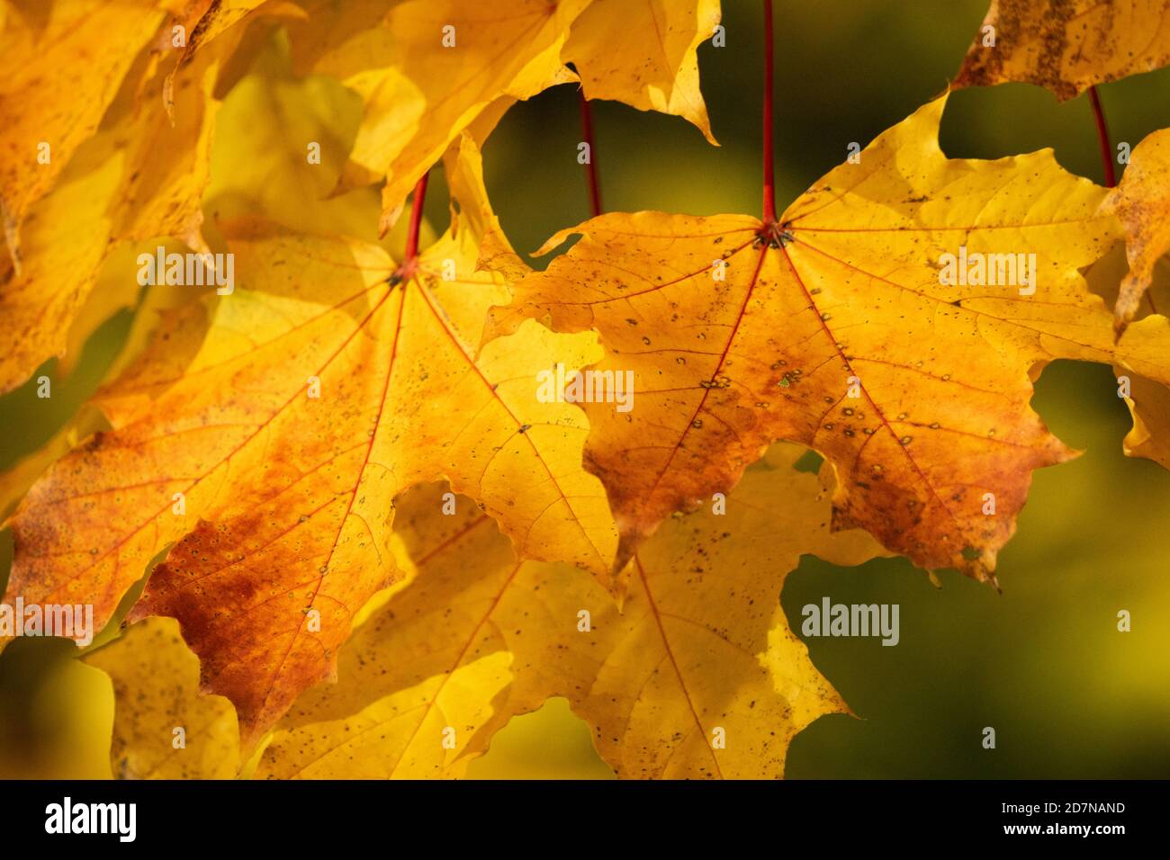 Blätter des Norwegenahornbaums wechseln die Farbe im Herbst oder Herbst, England UK. Nahaufnahme des Blattes, das im Sonnenlicht die Farbe in Orange und Rot geändert hat Stockfoto