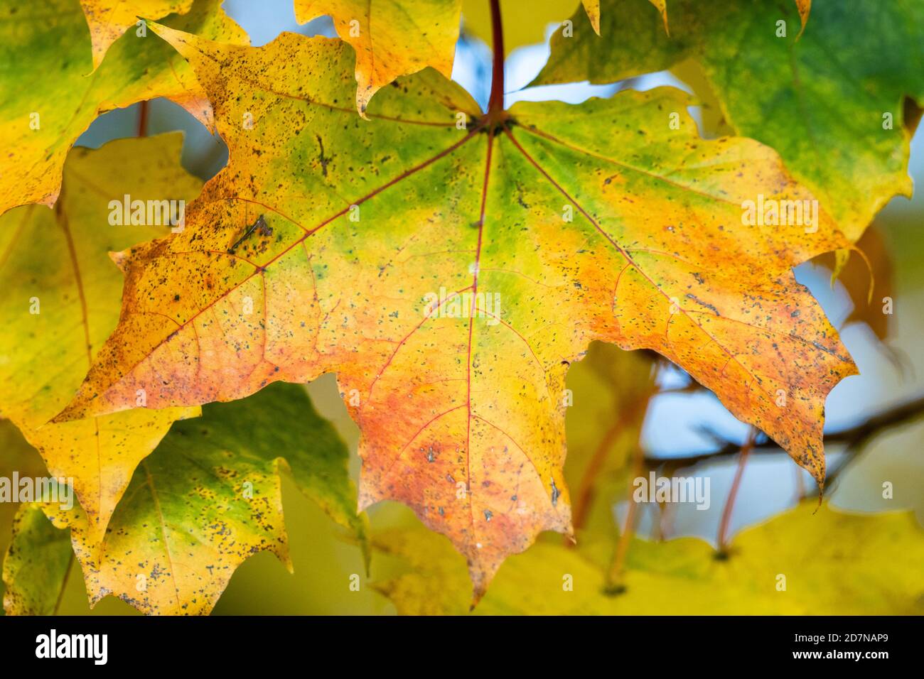 Blätter des Norwegenahornbaums wechseln die Farbe im Herbst oder Herbst, England UK. Nahaufnahme des Blattes mit Farbveränderungen von Grün zu Rot Stockfoto