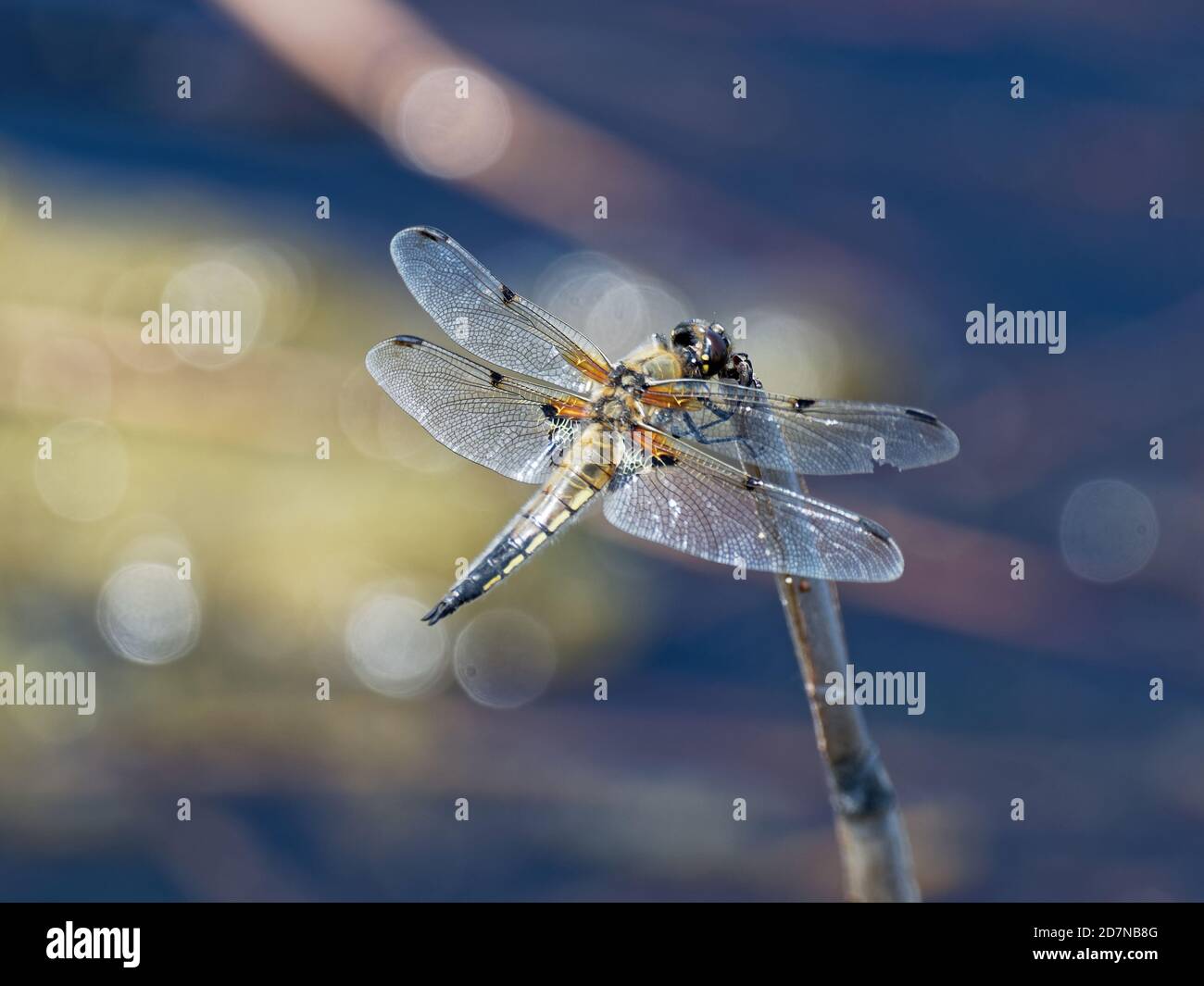 Libelle, Orden Odonata Stockfoto