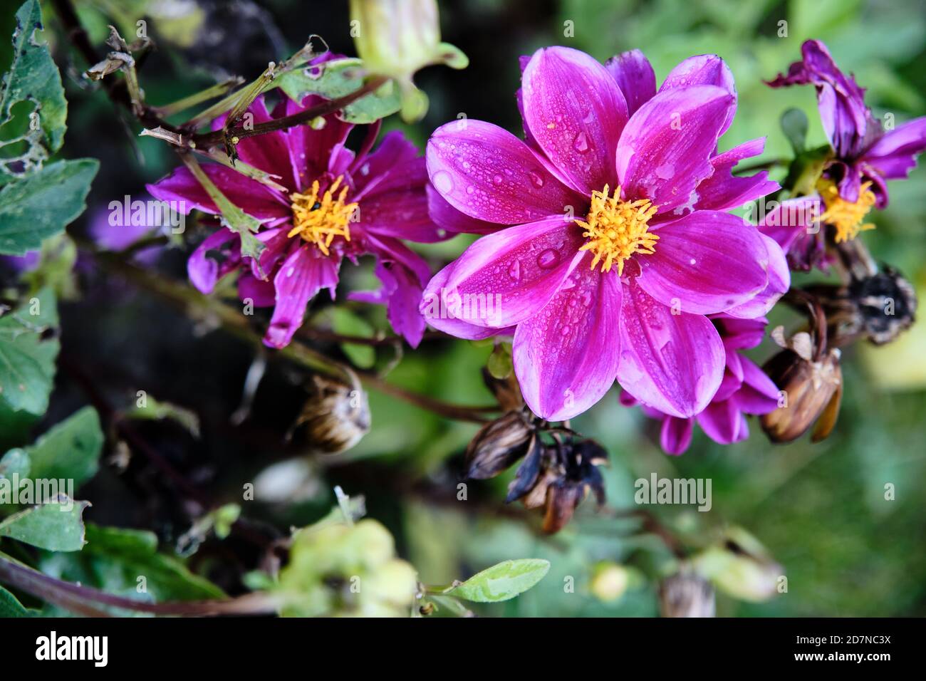 Nahaufnahme mit rosa Blüten, die von Insekten gefressen werden. Stockfoto
