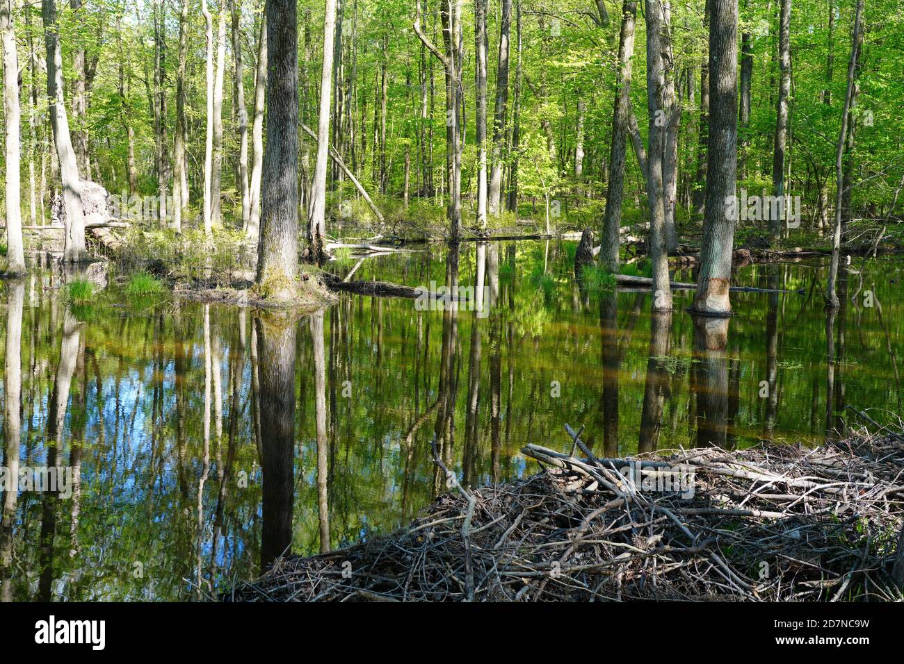 Blick auf ein Biberlebensraum mit Dämmen, Teichen und Bäumen im Plainsboro Preserve in New Jersey Stockfoto