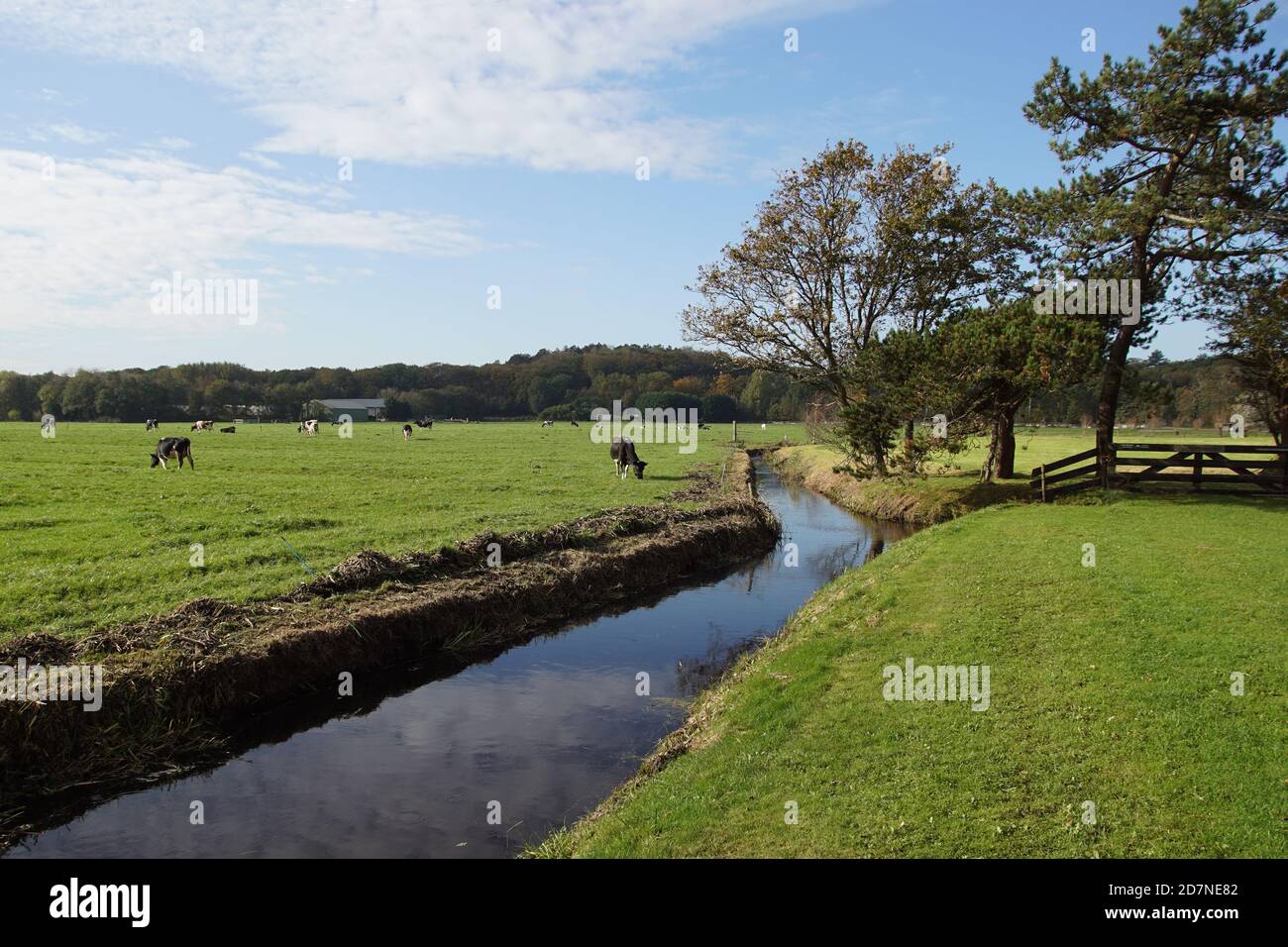 Weidelandschaft. Schwarze und weiße Kühe auf der Wiese in der Nähe des niederländischen Dorfes Bergen im Herbst. Dünen in der Ferne. Niederlande, Oktober Stockfoto