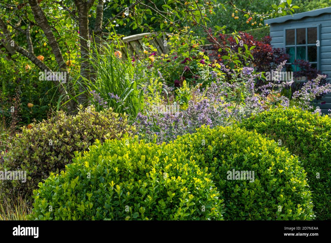 Landschaftlich gestalteter privater Garten in der Nähe (Sommerblumen, buntes Laub, gemischte Randpflanzen, Sträucher, Kastenbälle, Kirschbaum) - Yorkshire, England, Großbritannien. Stockfoto