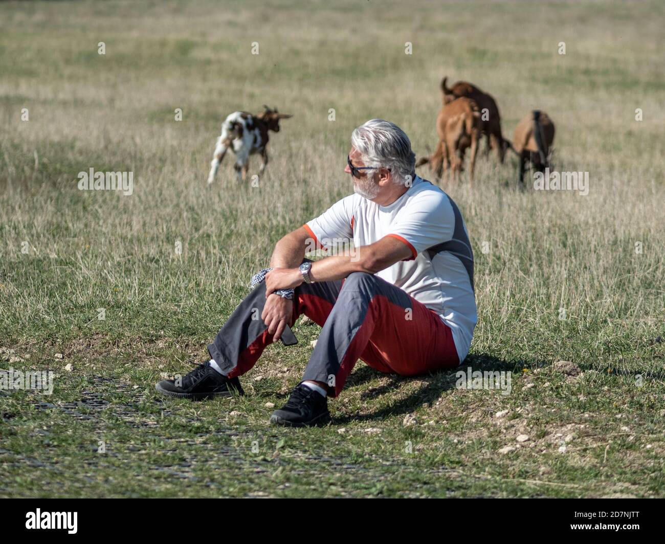 Älterer Mann sitzt und meditiert auf dem Boden in der Nähe von Ziegen grasen auf verschwommenem Hintergrund. Stockfoto