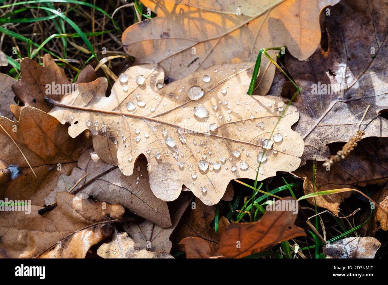 Draufsicht auf getrocknetes Eichenblatt mit beleuchteten Regentropfen Bei Sonne Nahaufnahme auf Rasen nach Regen im sonnigen Herbst Tag Stockfoto